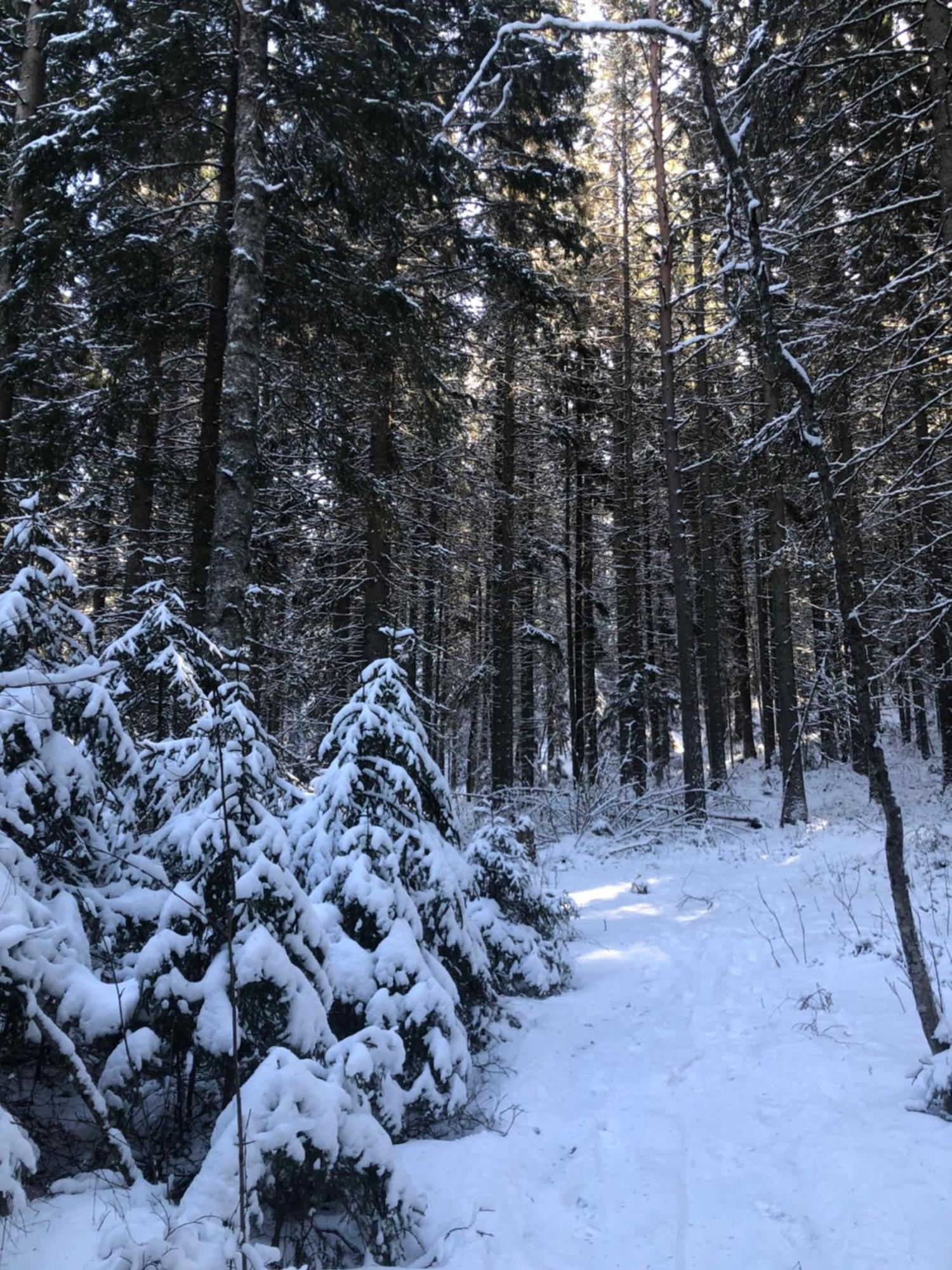 Kungsbergetnatur Jarbo Екстер'єр фото